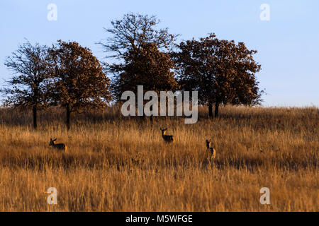 Cervi White-Tailed stare vicino a una macchia di alberi al Tallgrass Prairie preservare in Pawhuska, Oklahoma, Febbraio 2018 Foto Stock