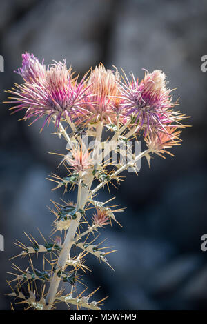 Seedhead del cardo, (Silybum marianum) Foto Stock