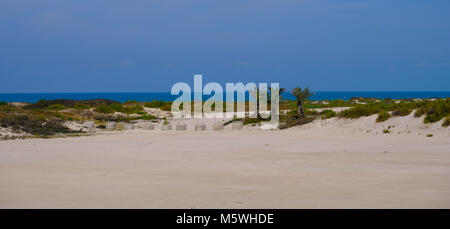 Date / Palm Tree a Saadiyat Island Golf Course, Abu Dhabi. Foto Stock