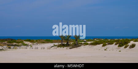 Date / Palm Tree a Saadiyat Island Golf Course, Abu Dhabi. Foto Stock