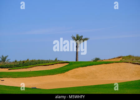 Data / Palm Tree essere isolati a Saadiyat Island Golf Course, Abu Dhabi. Foto Stock