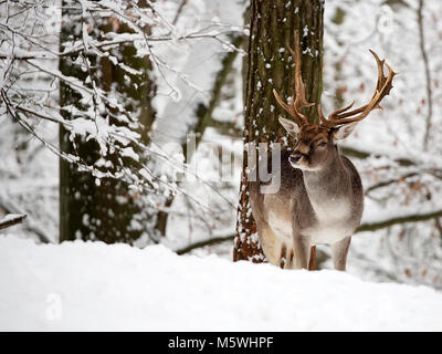 Daini in inverno nella foresta Foto Stock