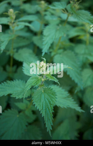 Urtica dioica Foto Stock