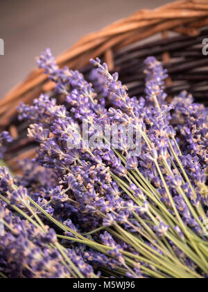 Lavanda in un cestello di Sault Vaucluse Provenza-Alpi-Costa azzurra Francia Foto Stock