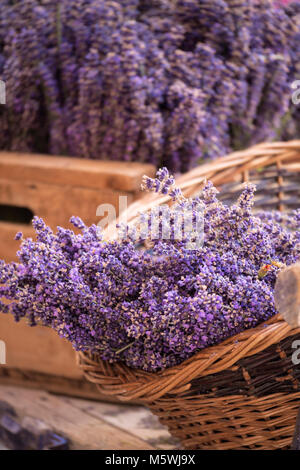 Lavanda in un cestello di Sault Vaucluse Provenza-Alpi-Costa azzurra Francia Foto Stock