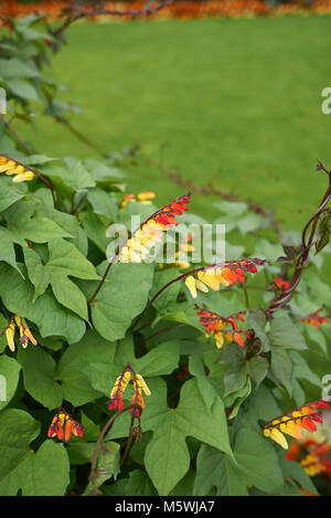 Ipomoea lobata scalatore Foto Stock