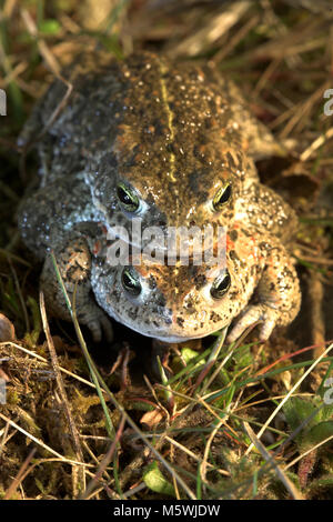 Natterjack Toad in amplexus Foto Stock