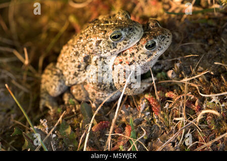 Natterjack Toad in amplexus Foto Stock