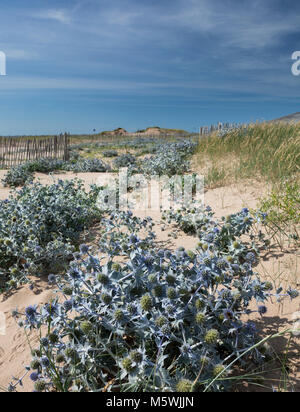 Mare Holly, Eryngium maritimum in dune habitat Foto Stock