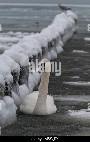 Graal-Müritz an der deutschen Ostseeküste bei starkem Frost mit Vereisungen an der Seebrücke und auf dem Meer Foto Stock