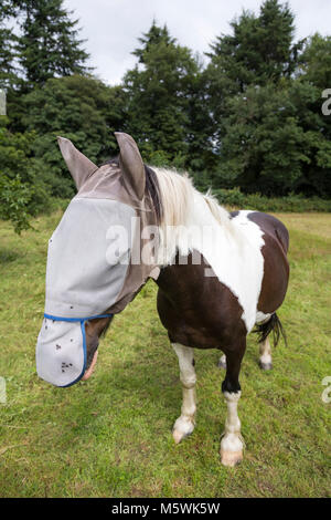 Skewbal cavallo che indossa una maschera di volare con le orecchie. Foto Stock
