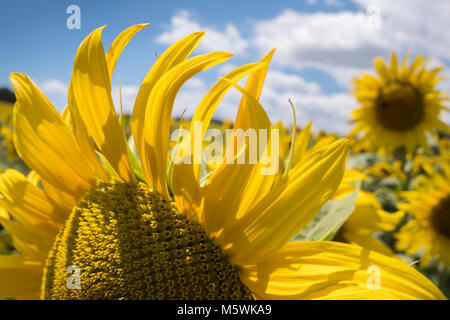 Girasoli in Peyrins Auvergne-Rhône-Alpes Francia Foto Stock
