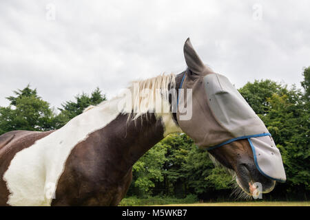 Skewbald cavallo che indossa una maschera di Mosca. Foto Stock