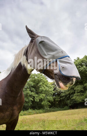 Skewbald cavallo che indossa una maschera di Mosca. Foto Stock
