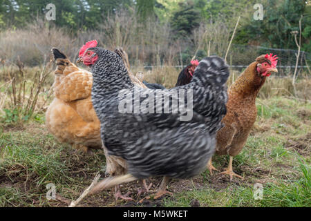 Free range galline in Galles. Foto Stock