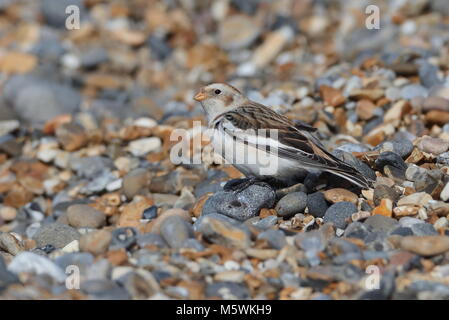 Snow Buntings sulla ghiaia Foto Stock