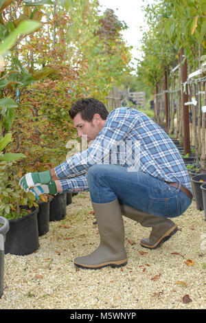 L'uomo tende alberi in vivaio Foto Stock