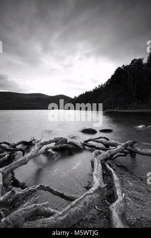 Bianco e nero, moody radici dell'albero che entrano in Loch an Eilein, Aviemore, Scozia. Foto Stock