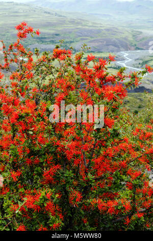 Fiorì rosso fuoco cilena bush; Embothrium coccineum; infiorescenza; Parco Nazionale Torres del Paine; Cile Foto Stock