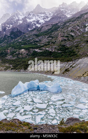 Iceburgs partorito da grigio Glaciar galleggiante nel Lago grigio; Parco Nazionale Torres del Paine; Cile Foto Stock