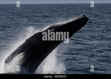 Humpback Whale violare off di Cabo San Lucas in Baja, Messico Foto Stock