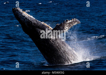 Humpback Whale violare off di Cabo San Lucas in Baja, Messico Foto Stock