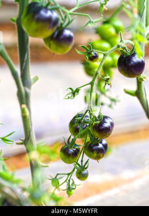 Indigo Rose nero vitigno di pomodoro maturo in giardino. Questo tipo allevati da pomodori rossi e viola i pomodori sono ricchi di antocianine, alta antiossidante lento Foto Stock