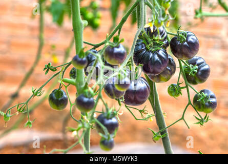 Indigo Rose nero vitigno di pomodoro maturo in giardino. Questo tipo allevati da pomodori rossi e viola i pomodori sono ricchi di antocianine, alta antiossidante lento Foto Stock