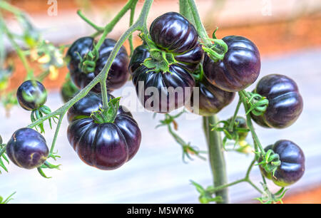 Indigo Rose nero vitigno di pomodoro maturo in giardino. Questo tipo allevati da pomodori rossi e viola i pomodori sono ricchi di antocianine, alta antiossidante lento Foto Stock