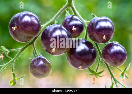 Indigo Rose nero vitigno di pomodoro maturo in giardino. Questo tipo allevati da pomodori rossi e viola i pomodori sono ricchi di antocianine, alta antiossidante lento Foto Stock