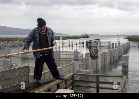 Pescatore professionista la cattura di anguille da loro trappole utilizzando una rete Foto Stock