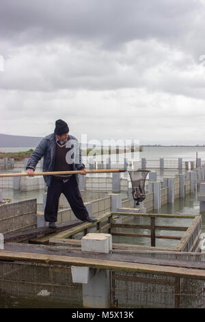 Pescatore professionista la cattura di anguille da loro trappole utilizzando una rete Foto Stock