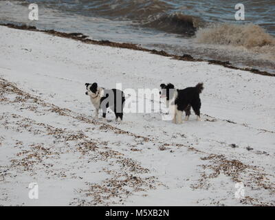 Sheerness, Kent, Regno Unito. Il 27 febbraio, 2018. Regno Unito: Meteo nevicata nel Sheerness nel nord Kent nella luce di avvertimento color ambra area. Credito: James Bell/Alamy Live News Foto Stock