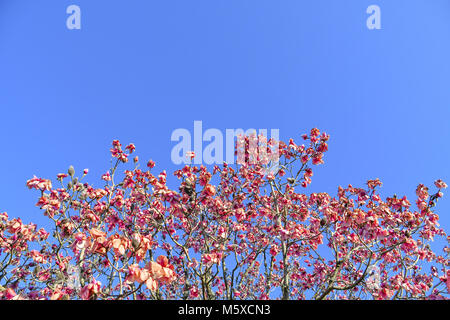 Giardini Morab, Penzance, Cornwall, Regno Unito. 27 feb 2018. Regno Unito Meteo. Il tradizionale inizia a molla in Cornovaglia è qui, come preannunciato da Magnolia fiorisce attraverso i grandi giardini della Cornovaglia. Quando 3 delle Magnolie dispone di oltre 50 fiori aperti su di loro poi la molla ha iniziato a. Tuttavia le previsioni di burrasca venti di congelamento e la neve cade probabilmente saranno sbaragliate i fiori. Credito: Simon Maycock/Alamy Live News Foto Stock