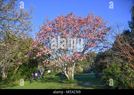 Giardini Morab, Penzance, Cornwall, Regno Unito. 27 feb 2018. Regno Unito Meteo. Il tradizionale inizia a molla in Cornovaglia è qui, come preannunciato da Magnolia fiorisce attraverso i grandi giardini della Cornovaglia. Quando 3 delle Magnolie dispone di oltre 50 fiori aperti su di loro poi la molla ha iniziato a. Tuttavia le previsioni di burrasca venti di congelamento e la neve cade probabilmente saranno sbaragliate i fiori. Credito: Simon Maycock/Alamy Live News Foto Stock