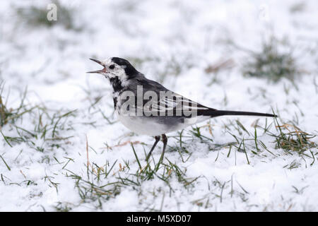 27 feb 2018. Regno Unito meteo. Un Pied wagtail (Motacilla alba) alimenta su una coperta di neve prato in East Sussex. Credito: Ed Brown/Alamy Live News Foto Stock