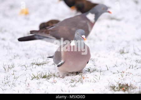 27 feb 2018. Regno Unito meteo. Un piccione di legno (Columba palumbus) alimenta su una coperta di neve prato in East Sussex. Credito: Ed Brown/Alamy Live News Foto Stock