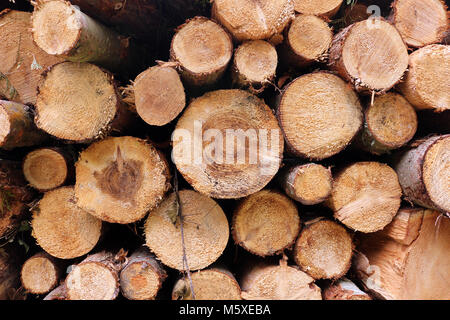 Pila di legno i registri di fuoco Foto Stock