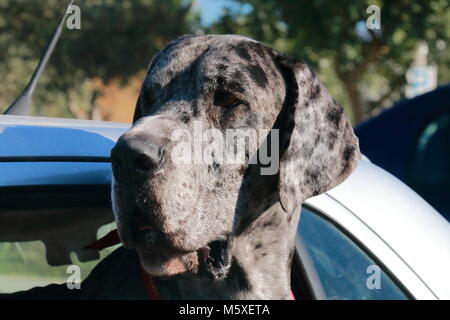 Enorme alano cane appoggiata fuori dalla finestra di una automobile Foto Stock