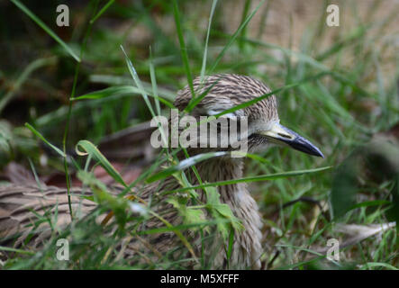 Stone curlew nascosti in erba lunga Foto Stock