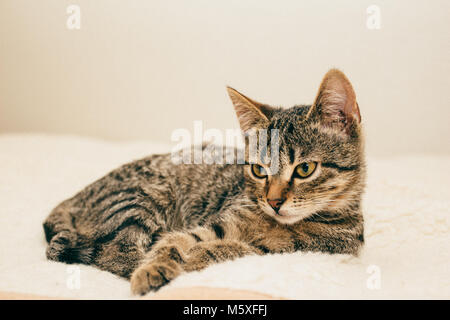 Un bellissimo gatto striato giace su un tappeto beige in uno sfondo luminoso Foto Stock