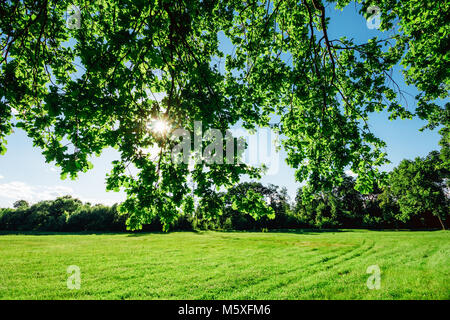 Foglie di quercia su rami in cui il sole splende contro lo sfondo di un campo verde con erba Foto Stock