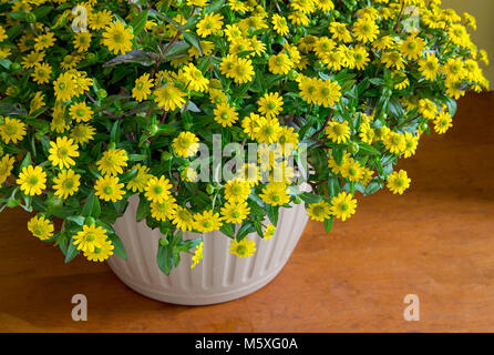 Appeso un cesto pieno di creeping zinnia giallo. Foto Stock