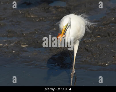 Airone bianco maggiore swallow pesce Foto Stock