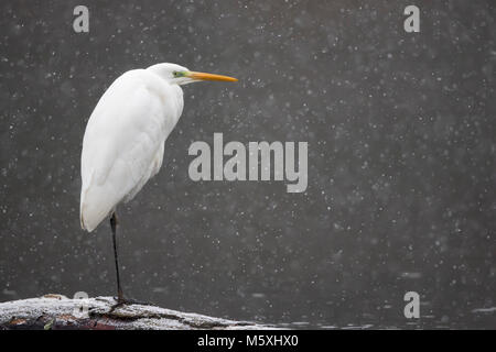 Airone bianco maggiore (Ardea alba) sorge su deadwood presso l'acqua, neve, Hesse, Germania Foto Stock