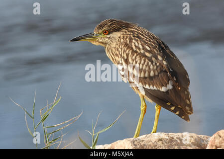 Giovane nitticora, vista laterale Foto Stock