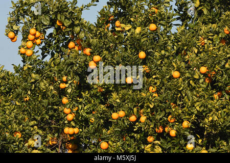Arancione - alberi di arancio, Orange Orchard Foto Stock