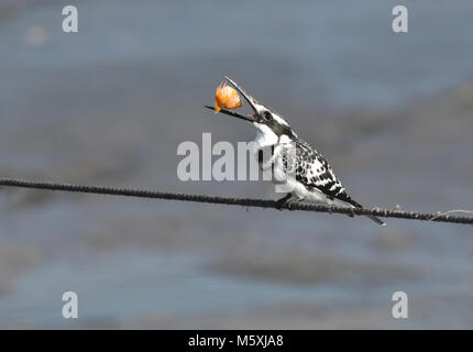 Pied kingfisher cattura del pesce Foto Stock