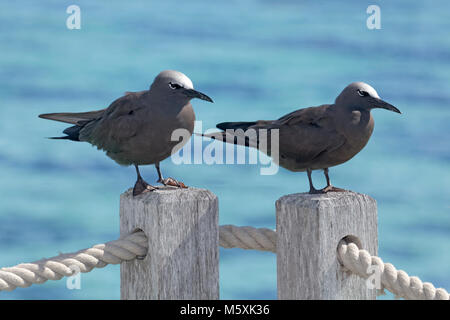 Lava i gabbiani (Larus fuliginousus), seduto sul corrimano, Moorea, Polinesia Francese Foto Stock