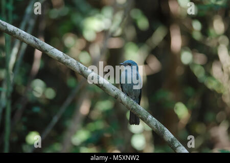 Verditer Flycatcher femmina di uccello appollaiate su un ramo in natura (Eumyias thalassinus) Foto Stock